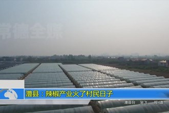 澧县：辣椒产业火了村民日子