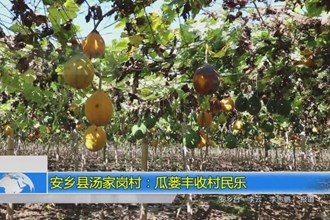 安乡县汤家岗村：瓜蒌丰收村民乐