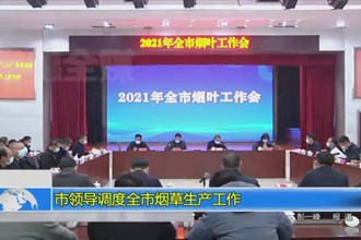 市领导调度全市烟草生产工作