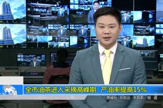 常德市油茶进入采摘高峰期 产油率提高15%