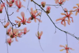【赏花地图】“早春信使”玉兰花开 常德的春天真的来了