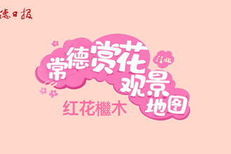 【赏花地图】花开似火 红花檵木绽放春日浪漫