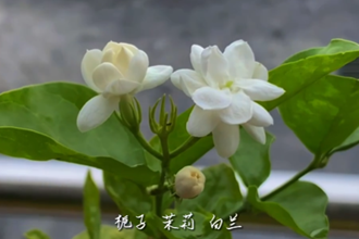 【二十四节气】夏至