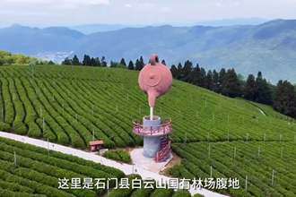 【石门茶旅】高山云雾出好茶