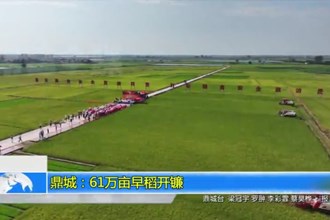 鼎城：61万亩早稻开镰