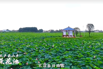 清风伴夏，莲心高洁，常德武陵的花海，等你来！