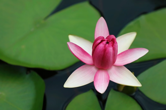【二十四节气】大暑