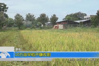 津市：10万亩早稻开镰收割