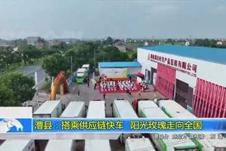 澧县：搭乘供应链快车 阳光玫瑰走向全国