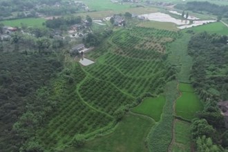 鼎城草坪镇：黄桃满枝头 国农迎丰收