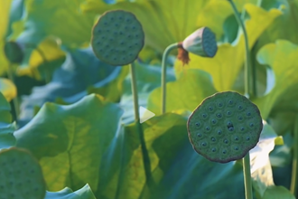 【二十四节气】处暑