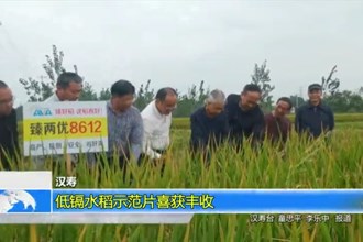汉寿：低镉水稻示范片喜获丰收
