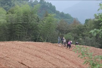 桃源汤田界村：黄精种植促增收 乡村振兴添良方