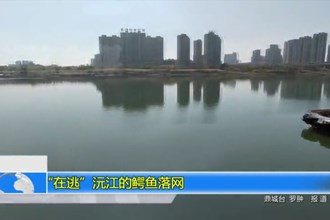 “在逃”沅江的鳄鱼落网