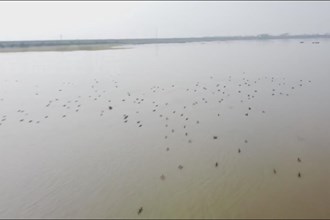 汉寿：西洞庭湖湿地迎来首批冬候鸟