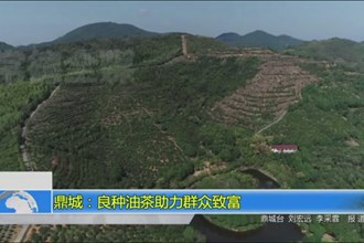 鼎城：良种油茶助力群众致富