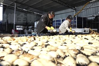 汉寿：蔬菜“鲜”出国门 年出口4.5万吨