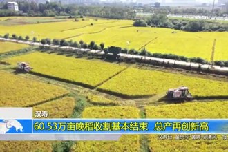 汉寿：60.53万亩晚稻收割基本结束 总产再创新高