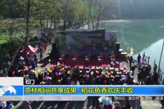 石门：茶林相间共享成果 稻花鱼香欢庆丰收