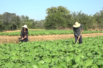 津市毛里湖镇：“荒地”变“粮田” 耕地恢复助推乡村振兴