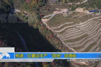 桃源：红薯迎丰产 “甜地”促增收