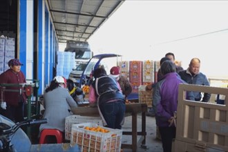 石门：多措并举广畅销路 秀坪柑橘搭乘甜蜜快车