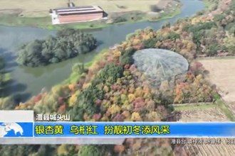 澧县城头山：银杏黄 乌桕红 扮靓初冬添风采
