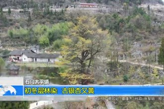 石门太平镇：初冬层林染 古银杏又黄