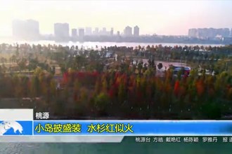 桃源：小岛披盛装 水杉红似火