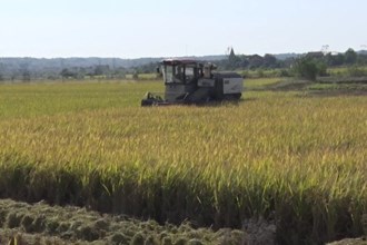 国网临澧县供电公司：电力保障 秋粮归仓