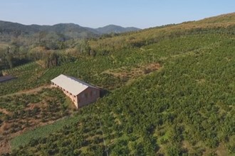 澧县码头铺镇：丰富品种 提质增效 促柑橘产业高质量发展