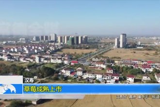 汉寿县：草莓成熟上市
