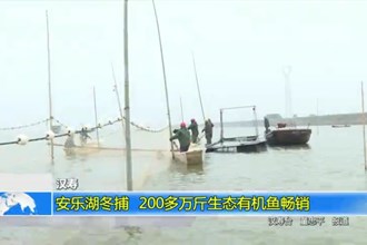 汉寿：安乐湖冬捕 200多万斤生态有机鱼畅销