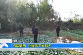 汉寿：拆网清网 让候鸟平安越冬