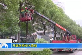 武陵：开展冬季树木修剪
