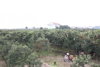 汉寿毛家滩回维乡：满园塘橙红彤彤 果农心里甜蜜蜜