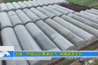 武陵：积极应对寒潮天气 保障蔬菜生长