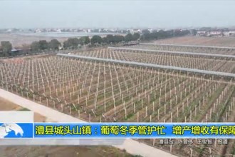 澧县城头山镇：葡萄冬季管护忙 增产增收有保障