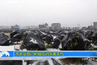 市农业部门积极应对冻害天气