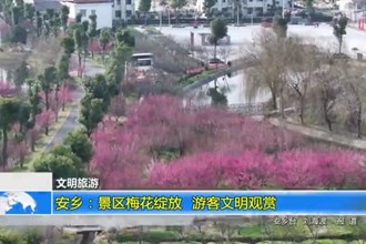 安乡：景区梅花绽放 游客文明观赏