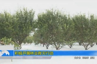 安乡：积极开展林业救灾行动