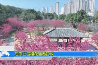 屈原公园樱花迎春初放