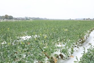 汉寿：农技人员下田间 支招油菜科学管理