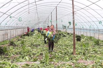 西湖：蔬菜供应充足 “菜篮子”拎得稳当