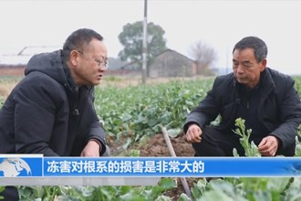 津市：农技人员入户指导 加紧恢复农业生产