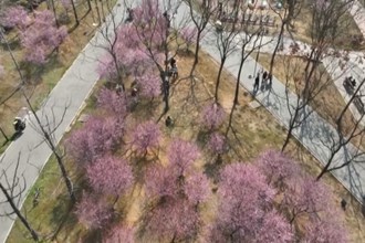 常德市城区繁花 ”上线”