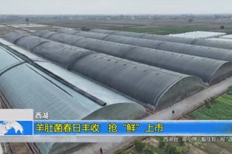 西湖：羊肚菌春日丰收 抢“鲜”上市