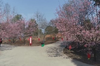 鼎城：千亩樱花怒放