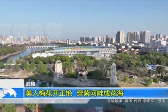 武陵：美人梅花开正艳 穿紫河畔成花海