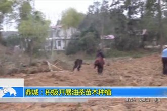 鼎城：积极开展油茶苗木种植